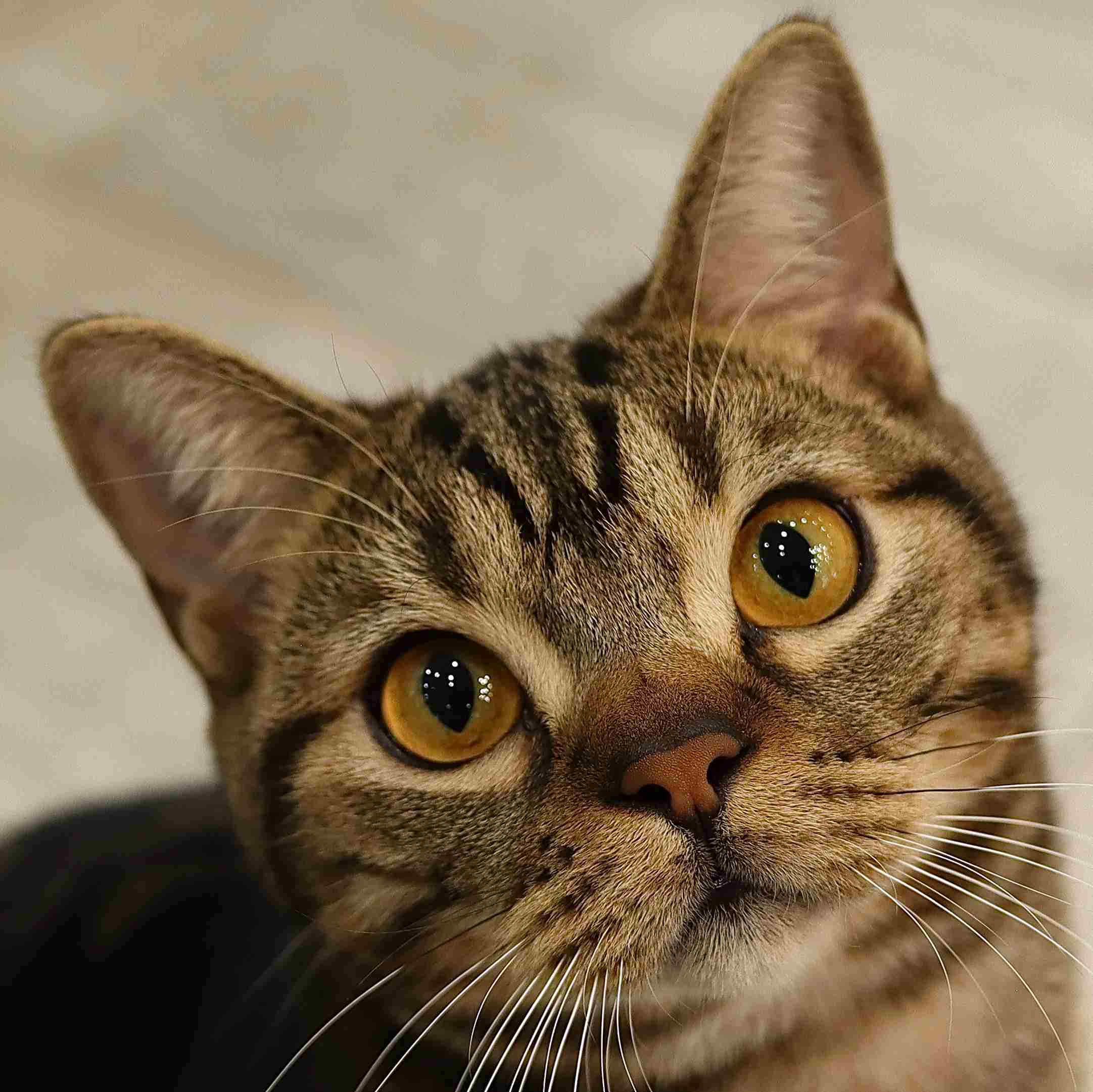 ちゃけ
